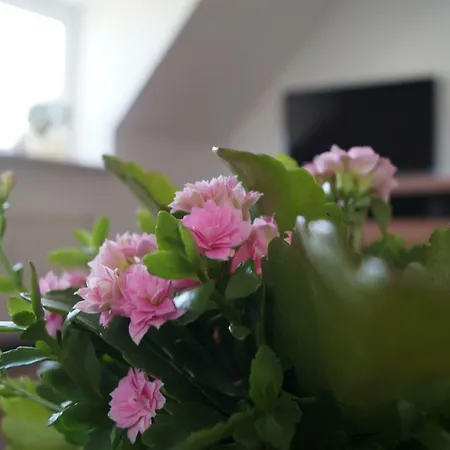 Ferienwohnung Paperer Buhlau *